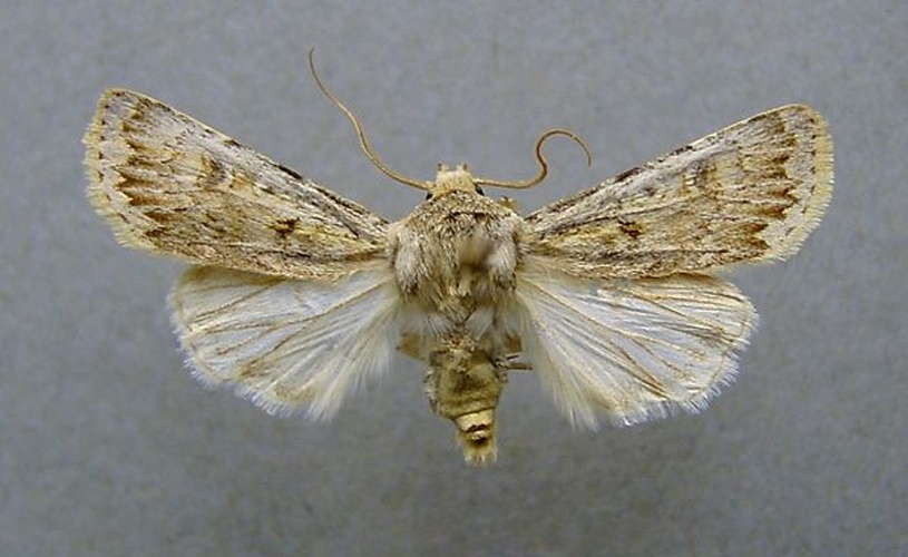 Agrotis ripae © <a href="//commons.wikimedia.org/wiki/User:Dumi" title="User:Dumi">Dumi</a>