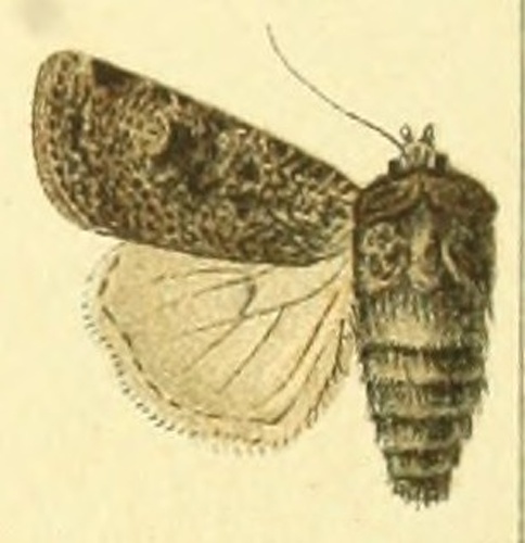 Agrotis trux &copy; Unknown. (Editor: Adalbert Seitz)