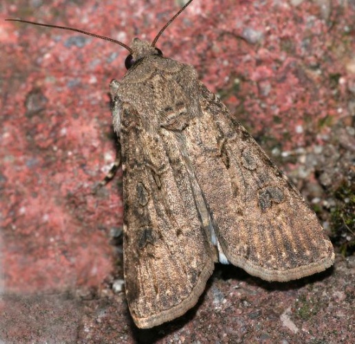 Agrotis segetum © Manfred Hund