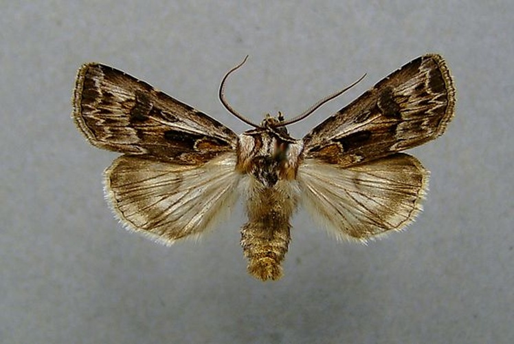 Agrotis vestigialis &copy; <a href="//commons.wikimedia.org/wiki/User:Dumi" title="User:Dumi">Dumi</a>