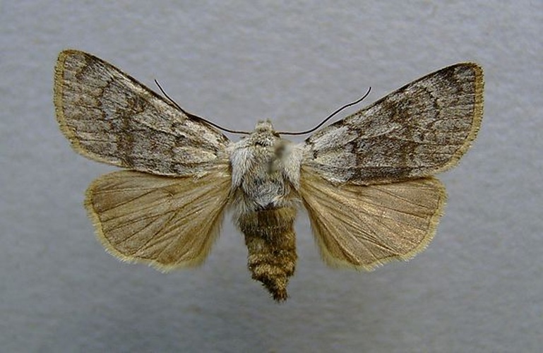 Agrotis simplonia © <a href="//commons.wikimedia.org/wiki/User:Dumi" title="User:Dumi">Dumi</a>