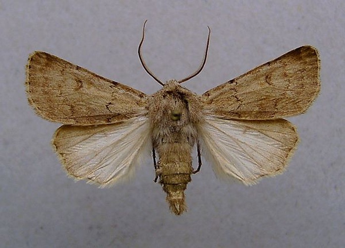 Agrotis cinerea © <a href="//commons.wikimedia.org/wiki/User:Dumi" title="User:Dumi">Dumi</a>