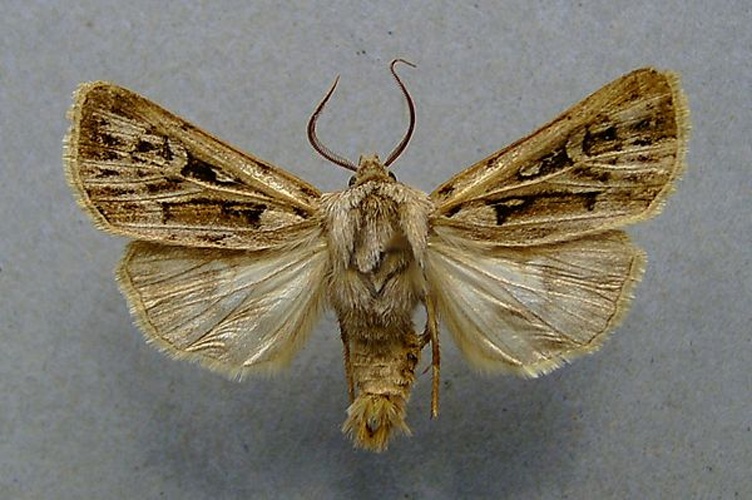 Agrotis fatidica &copy; <a href="//commons.wikimedia.org/wiki/User:Dumi" title="User:Dumi">Dumi</a>
