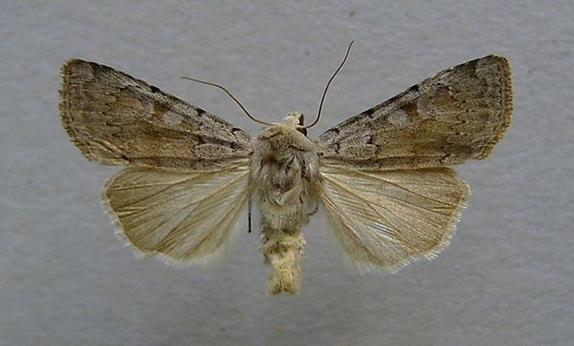 Ashworth's Rustic &copy; <a href="//commons.wikimedia.org/wiki/User:Dumi" title="User:Dumi">Dumi</a>