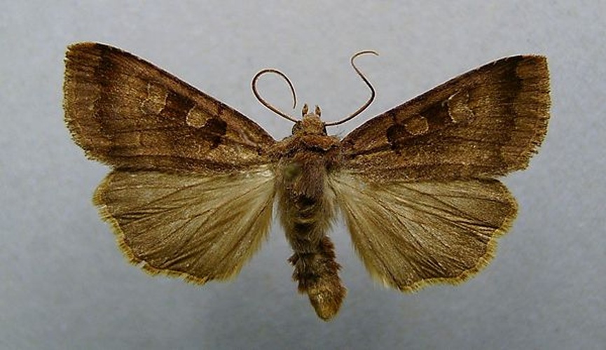 Xestia stigmatica &copy; <a href="//commons.wikimedia.org/wiki/User:Dumi" title="User:Dumi">Dumi</a>
