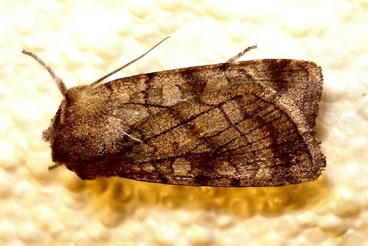 Six-striped Rustic &copy; <a rel="nofollow" class="external text" href="https://www.flickr.com/people/25258702@N04">Mick Talbot</a>