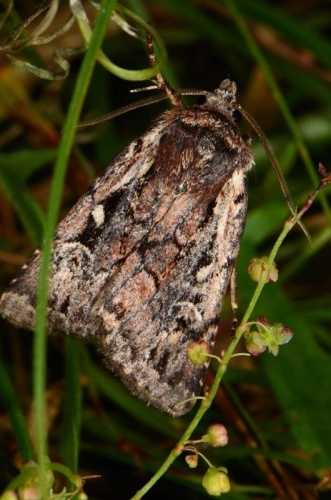 Xestia agathina &copy; <table style="width:100%; border:1px solid #aaa; background:#efd; text-align:center"><tbody><tr>
<td>
<a href="//commons.wikimedia.org/wiki/File:Aspitates_ochrearia.jpg" class="image"><img alt="Aspitates ochrearia.jpg" src="https://upload.wikimedia.org/wikipedia/commons/thumb/b/bc/Aspitates_ochrearia.jpg/55px-Aspitates_ochrearia.jpg" decoding="async" width="55" height="41" srcset="https://upload.wikimedia.org/wikipedia/commons/thumb/b/bc/Aspitates_ochrearia.jpg/83px-Aspitates_ochrearia.jpg 1.5x, https://upload.wikimedia.org/wikipedia/commons/thumb/b/bc/Aspitates_ochrearia.jpg/110px-Aspitates_ochrearia.jpg 2x" data-file-width="800" data-file-height="600"></a>
</td>
<td>This image is created by user <a rel="nofollow" class="external text" href="http://waarneming.nl/user/photos/16108">Ernest van Asseldonk</a> at <a rel="nofollow" class="external text" href="http://waarneming.nl/">waarneming.nl</a>, a source of nature observations in the Netherlands.
</td>
</tr></tbody></table>