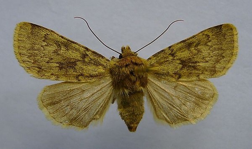 Standfussiana wiskotti &copy; <a href="//commons.wikimedia.org/wiki/User:Dumi" title="User:Dumi">Dumi</a>