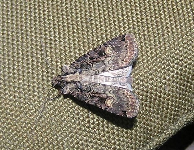 Opigena polygona &copy; Janne Rainio