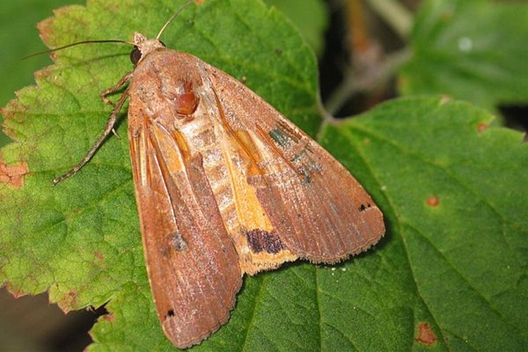 Large Yellow Underwing &copy; Holger Gröschl