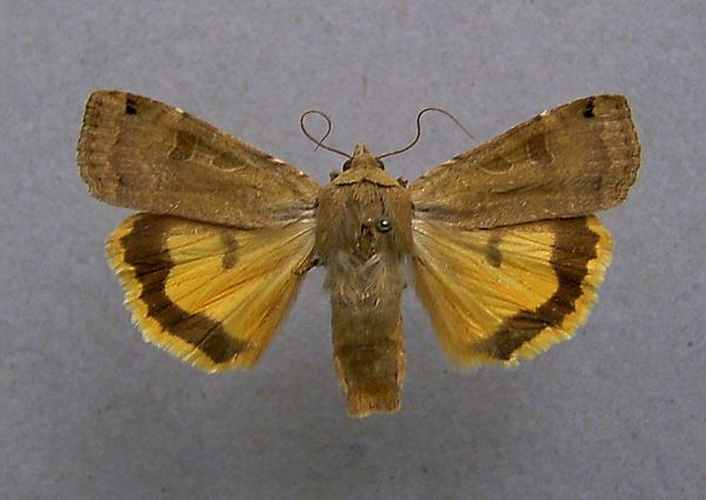 Noctua interposita &copy; <a href="//commons.wikimedia.org/wiki/User:Dumi" title="User:Dumi">Dumi</a>