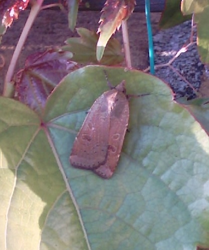 Lesser Yellow Underwing © 