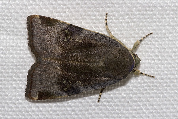 Lesser Broad-bordered Yellow Underwing &copy; Please report references to <a rel="nofollow" class="external text" href="mailto:olei@despammed.com">olei@despammed.com</a>.