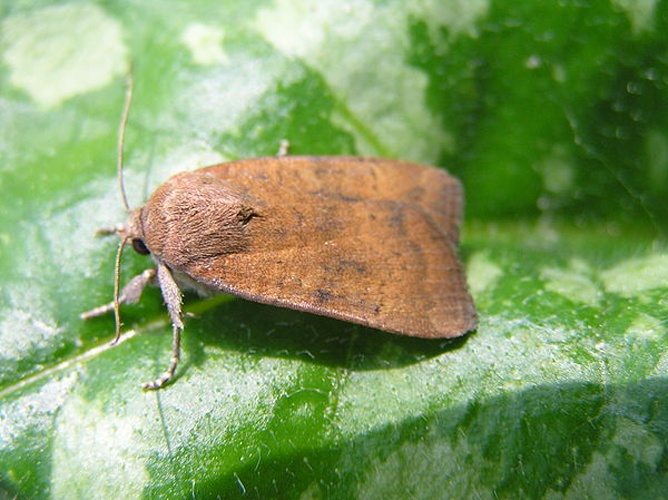 Noctua interjecta &copy; <a href="//commons.wikimedia.org/wiki/User:Fvlamoen" class="mw-redirect" title="User:Fvlamoen">Fvlamoen</a>