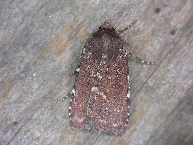 Lycophotia erythrina © dhobern