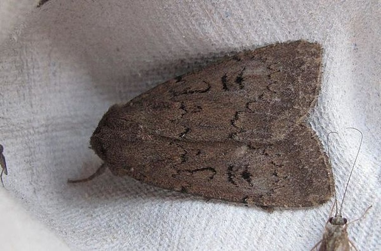 Graphiphora augur &copy; <a rel="nofollow" class="external text" href="https://www.google.com/profiles/dieder.plu">Dieder Plu</a>