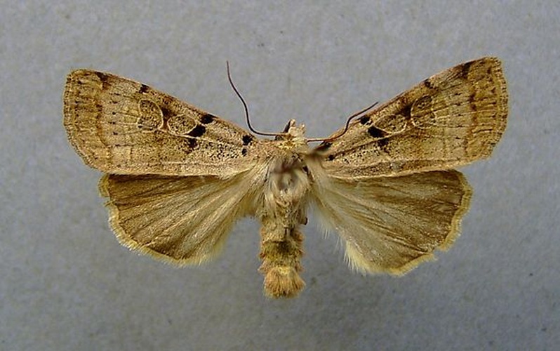 Eugnorisma depuncta &copy; <a href="//commons.wikimedia.org/wiki/User:Dumi" title="User:Dumi">Dumi</a>