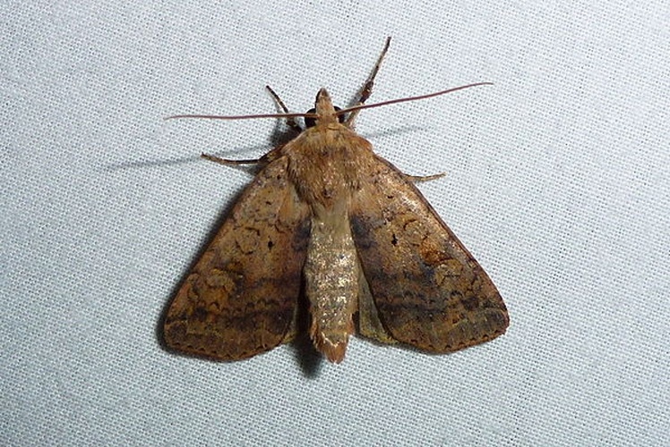 Diarsia dahlii © <table style="width:100%; border:1px solid #aaa; background:#efd; text-align:center"><tbody><tr>
<td>
<a href="//commons.wikimedia.org/wiki/File:Aspitates_ochrearia.jpg" class="image"><img alt="Aspitates ochrearia.jpg" src="https://upload.wikimedia.org/wikipedia/commons/thumb/b/bc/Aspitates_ochrearia.jpg/55px-Aspitates_ochrearia.jpg" decoding="async" width="55" height="41" srcset="https://upload.wikimedia.org/wikipedia/commons/thumb/b/bc/Aspitates_ochrearia.jpg/83px-Aspitates_ochrearia.jpg 1.5x, https://upload.wikimedia.org/wikipedia/commons/thumb/b/bc/Aspitates_ochrearia.jpg/110px-Aspitates_ochrearia.jpg 2x" data-file-width="800" data-file-height="600"></a>
</td>
<td>This image is created by user <a rel="nofollow" class="external text" href="http://waarneming.nl/user/photos/12997">jan en annie rocks</a> at <a rel="nofollow" class="external text" href="http://waarneming.nl/">waarneming.nl</a>, a source of nature observations in the Netherlands.
</td>
</tr></tbody></table>