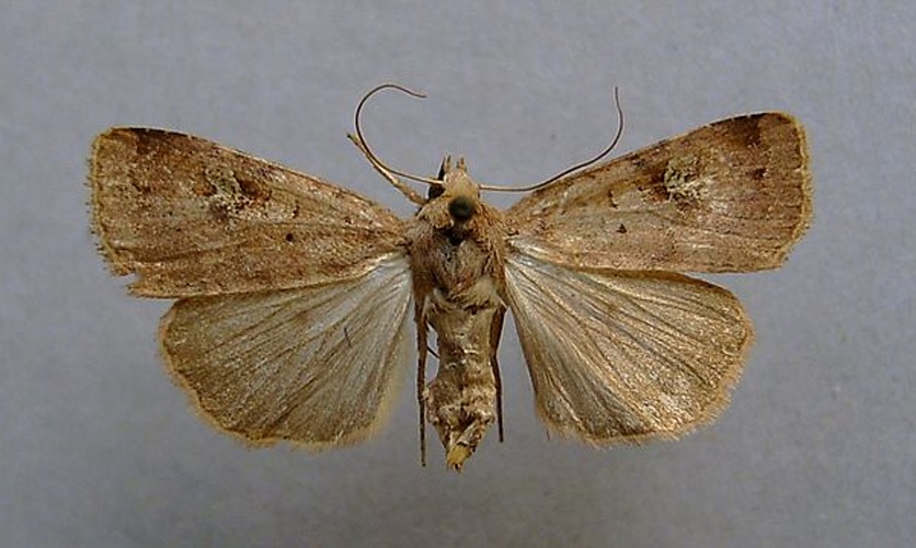 Diarsia guadarramensis &copy; <a href="//commons.wikimedia.org/wiki/User:Dumi" title="User:Dumi">Dumi</a>