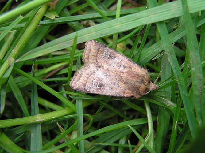 Small Square-spot © <a href="//commons.wikimedia.org/wiki/User:Fvlamoen" class="mw-redirect" title="User:Fvlamoen">User:Fvlamoen</a>