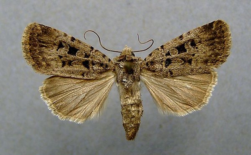 Chersotis multangula &copy; <a href="//commons.wikimedia.org/wiki/User:Dumi" title="User:Dumi">Dumi</a>