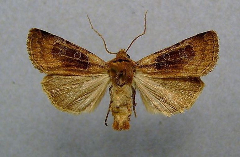 Chersotis cuprea © <a href="//commons.wikimedia.org/wiki/User:Dumi" title="User:Dumi">Dumi</a>