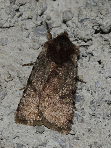 Cerastis rubricosa © Myself