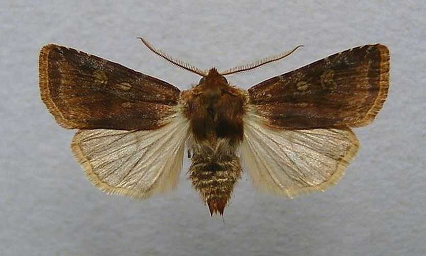 Cerastis leucographa © <a href="//commons.wikimedia.org/wiki/User:Dumi" title="User:Dumi">Dumi</a>