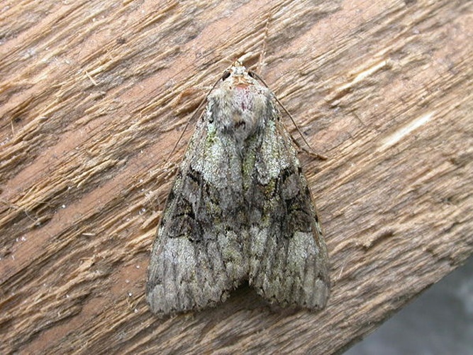 Anaplectoides prasina © <a rel="nofollow" class="external text" href="https://www.flickr.com/people/25401497@N02">Donald Hobern</a> from Canberra, Australia