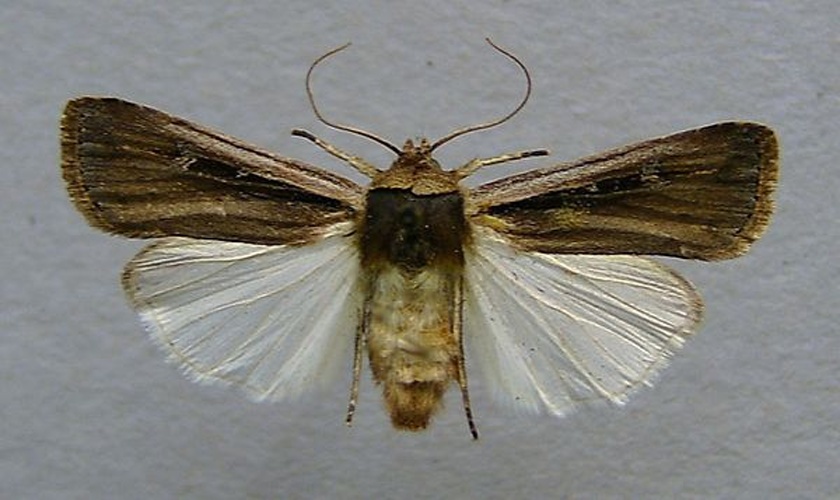 Ochropleura leucogaster © <a href="//commons.wikimedia.org/wiki/User:Dumi" title="User:Dumi">Dumi</a>