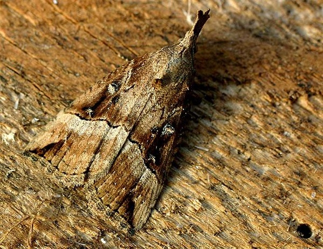 Hypena rostralis &copy; 