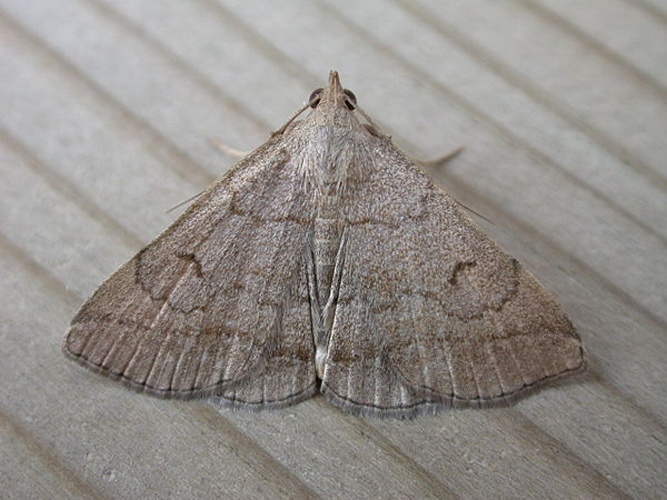 Zanclognatha lunalis © <a rel="nofollow" class="external text" href="https://www.flickr.com/people/25401497@N02">Donald Hobern</a> from Canberra, Australia