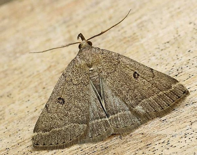 Zanclognatha zelleralis © 