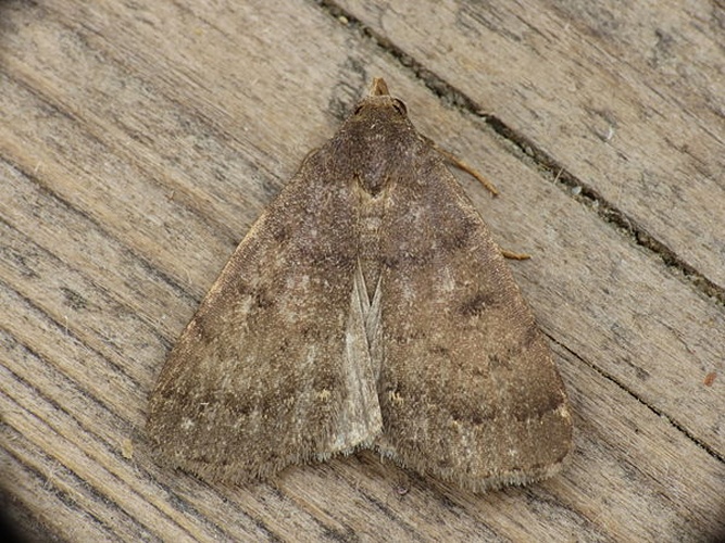 Nodaria nodosalis © <a rel="nofollow" class="external text" href="https://www.flickr.com/people/25401497@N02">Donald Hobern</a> from Copenhagen, Denmark