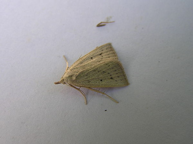 Macrochilo cribrumalis &copy; <a href="//commons.wikimedia.org/wiki/User:Fvlamoen" class="mw-redirect" title="User:Fvlamoen">Fvlamoen</a>