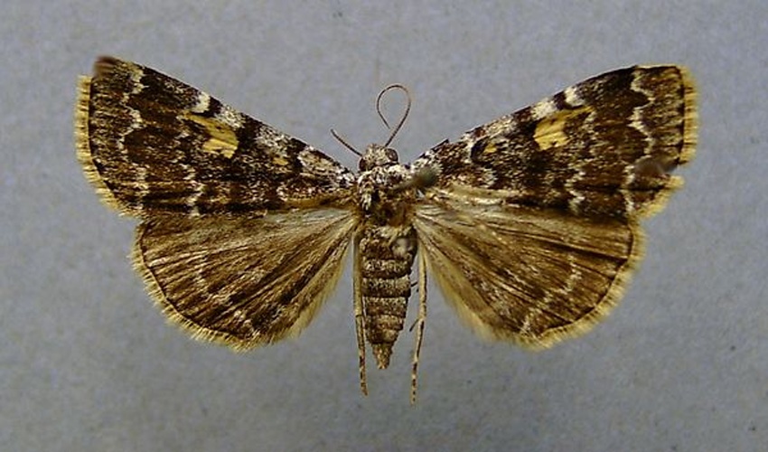 Idia calvaria &copy; <a href="//commons.wikimedia.org/wiki/User:Dumi" title="User:Dumi">Dumi</a>