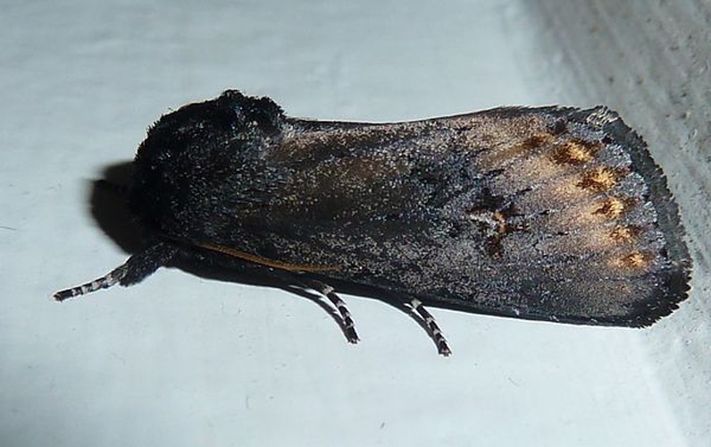 Brithys crini &copy; <a href="//commons.wikimedia.org/wiki/User:JMK" title="User:JMK">JMK</a>