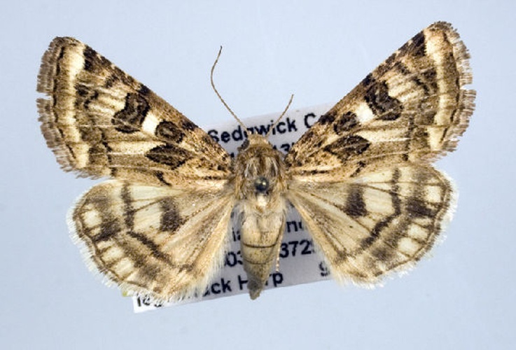 Schinia nuchalis &copy; Unspecified