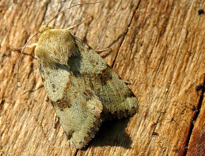 Heliothis viriplaca © 