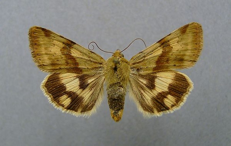 Heliothis maritima © <a href="//commons.wikimedia.org/wiki/User:Dumi" title="User:Dumi">Dumi</a>