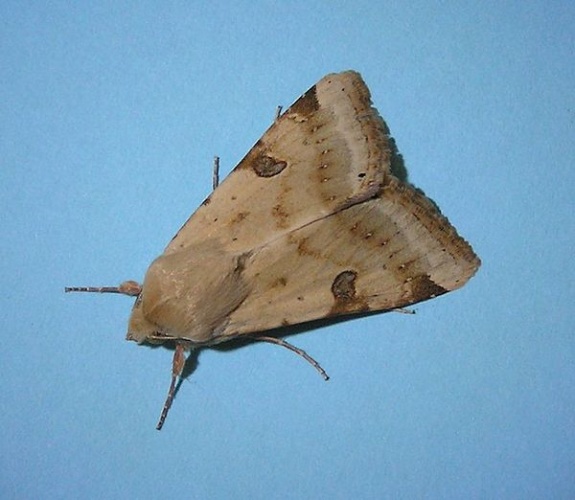 Heliothis peltigera &copy; <a href="//commons.wikimedia.org/wiki/User:GlassOWater" title="User:GlassOWater">Nir Ofir</a>