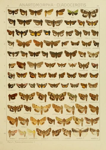 Heliothis nubigera © Adalbert Seitz 1915