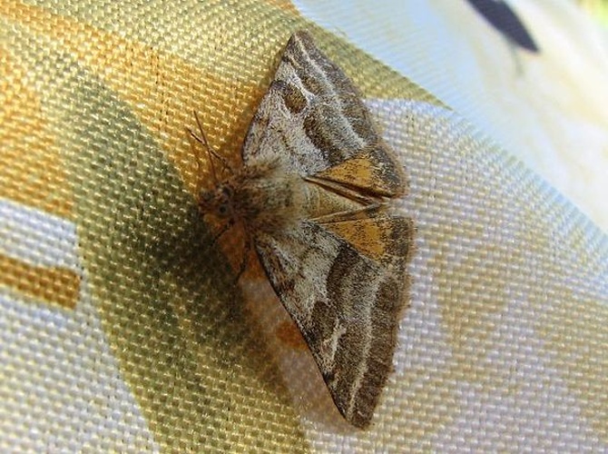 Synthymia fixa © <table style="width:100%; border:1px solid #aaa; background:#efd; text-align:center"><tbody><tr>
<td>
<a href="//commons.wikimedia.org/wiki/File:Lanius_pallidirostris.jpg" class="image"><img alt="Lanius pallidirostris.jpg" src="https://upload.wikimedia.org/wikipedia/commons/thumb/a/a2/Lanius_pallidirostris.jpg/55px-Lanius_pallidirostris.jpg" decoding="async" width="55" height="41" srcset="https://upload.wikimedia.org/wikipedia/commons/thumb/a/a2/Lanius_pallidirostris.jpg/83px-Lanius_pallidirostris.jpg 1.5x, https://upload.wikimedia.org/wikipedia/commons/thumb/a/a2/Lanius_pallidirostris.jpg/110px-Lanius_pallidirostris.jpg 2x" data-file-width="800" data-file-height="600"></a>
</td>
<td>This image is created by user <a rel="nofollow" class="external text" href="http://observado.org/user/photos/49943">Luc Verhelst</a> at <a rel="nofollow" class="external text" href="http://observado.org/">observado.org</a>, a global biodiversity recording project.
</td>
</tr></tbody></table>