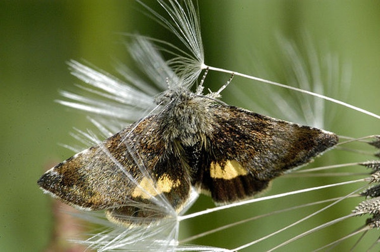 Panemeria tenebrata &copy; James K. Lindsey