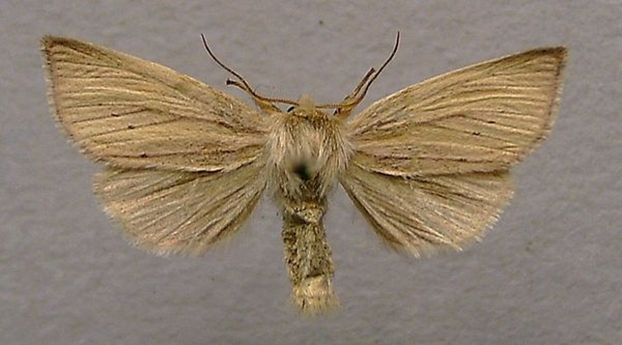 Sedina buettneri © <a href="//commons.wikimedia.org/wiki/User:Dumi" title="User:Dumi">Dumi</a>