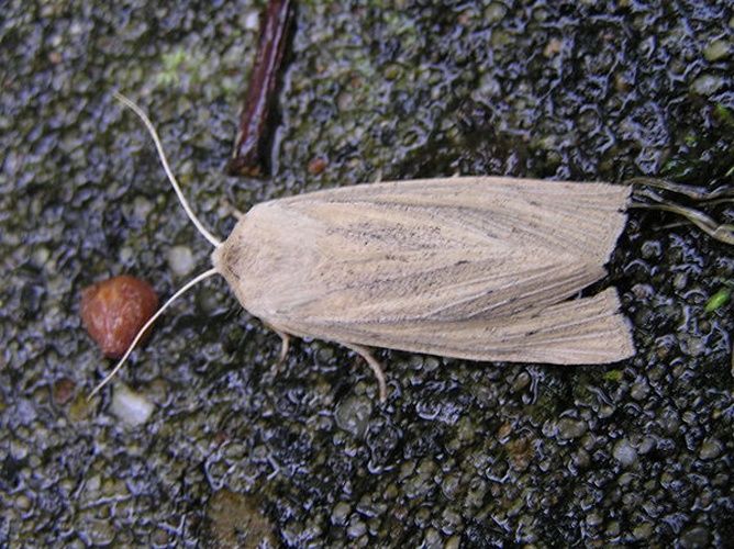 Rhizedra lutosa &copy; <a href="//commons.wikimedia.org/wiki/User:Fvlamoen" class="mw-redirect" title="User:Fvlamoen">Fvlamoen</a>