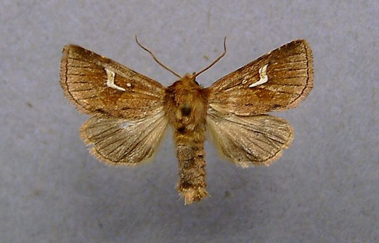 Phragmatiphila nexa © <a href="//commons.wikimedia.org/wiki/User:Dumi" title="User:Dumi">Dumi</a>