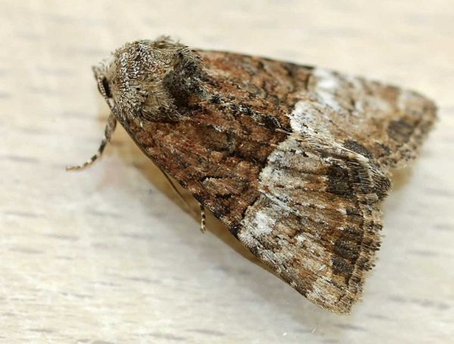 Mesoligia furuncula &copy; 