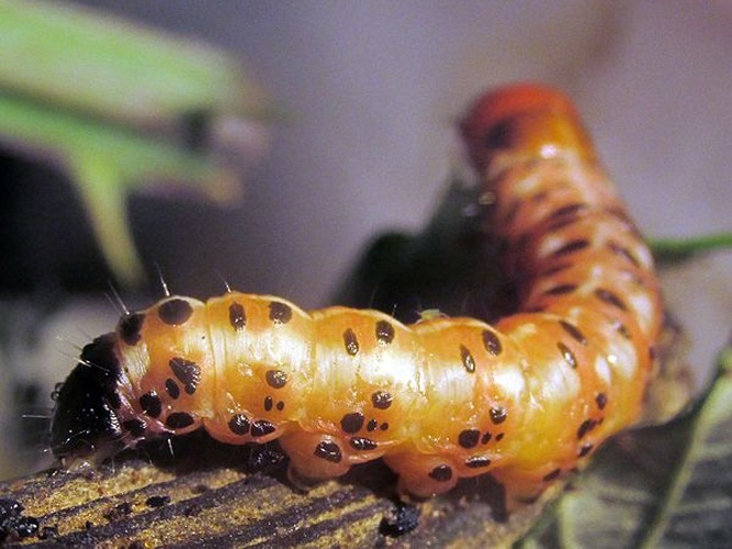 Gortyna xanthenes © <a href="//commons.wikimedia.org/w/index.php?title=User:Assianir&amp;action=edit&amp;redlink=1" class="new" title="User:Assianir (page does not exist)">Assianir</a>