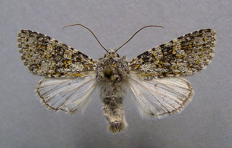 Polymixis xanthomista © <a href="//commons.wikimedia.org/wiki/User:Dumi" title="User:Dumi">Dumi</a>